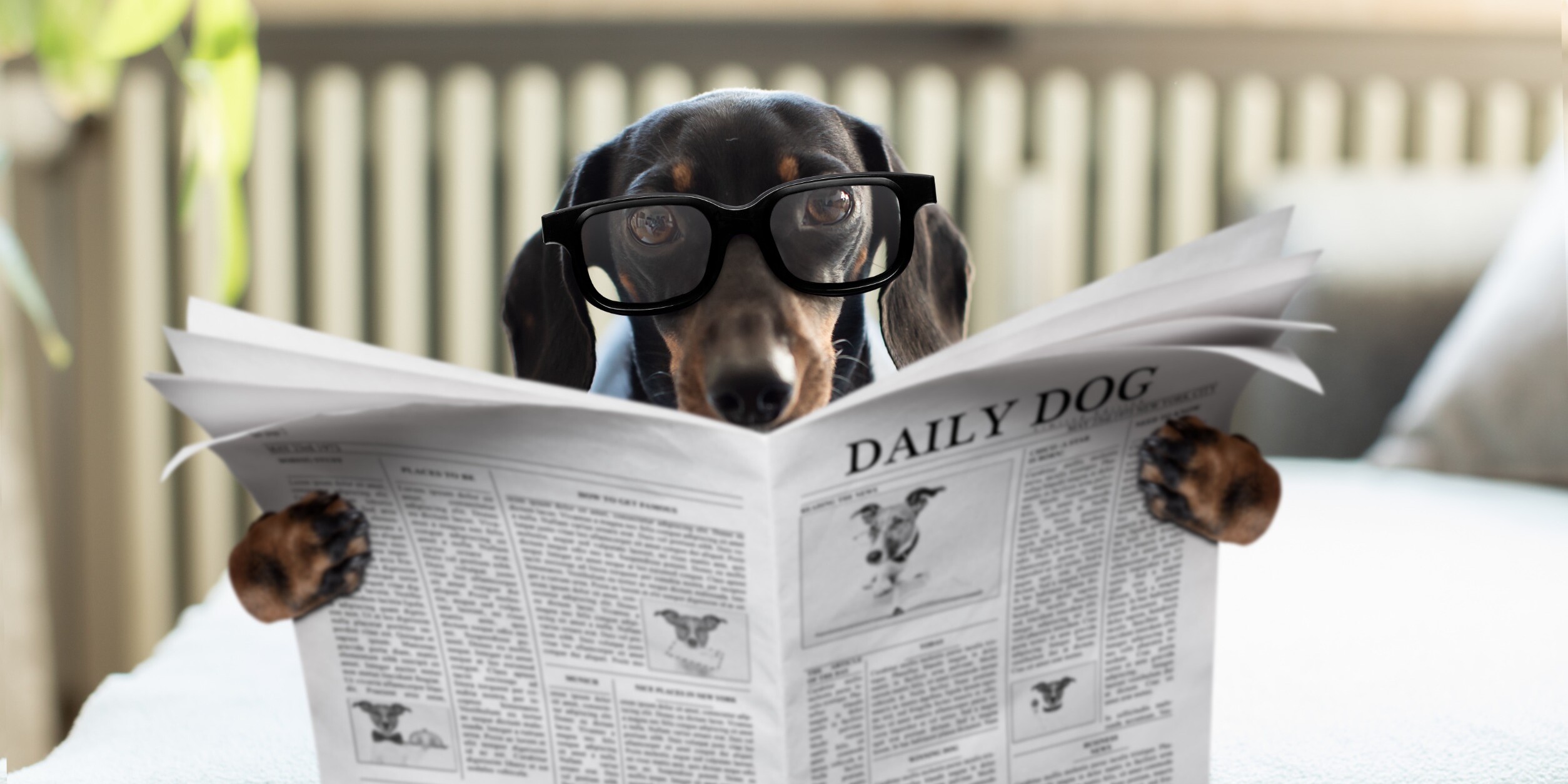 Pioneer Talent image showing a dog reading a newspaper