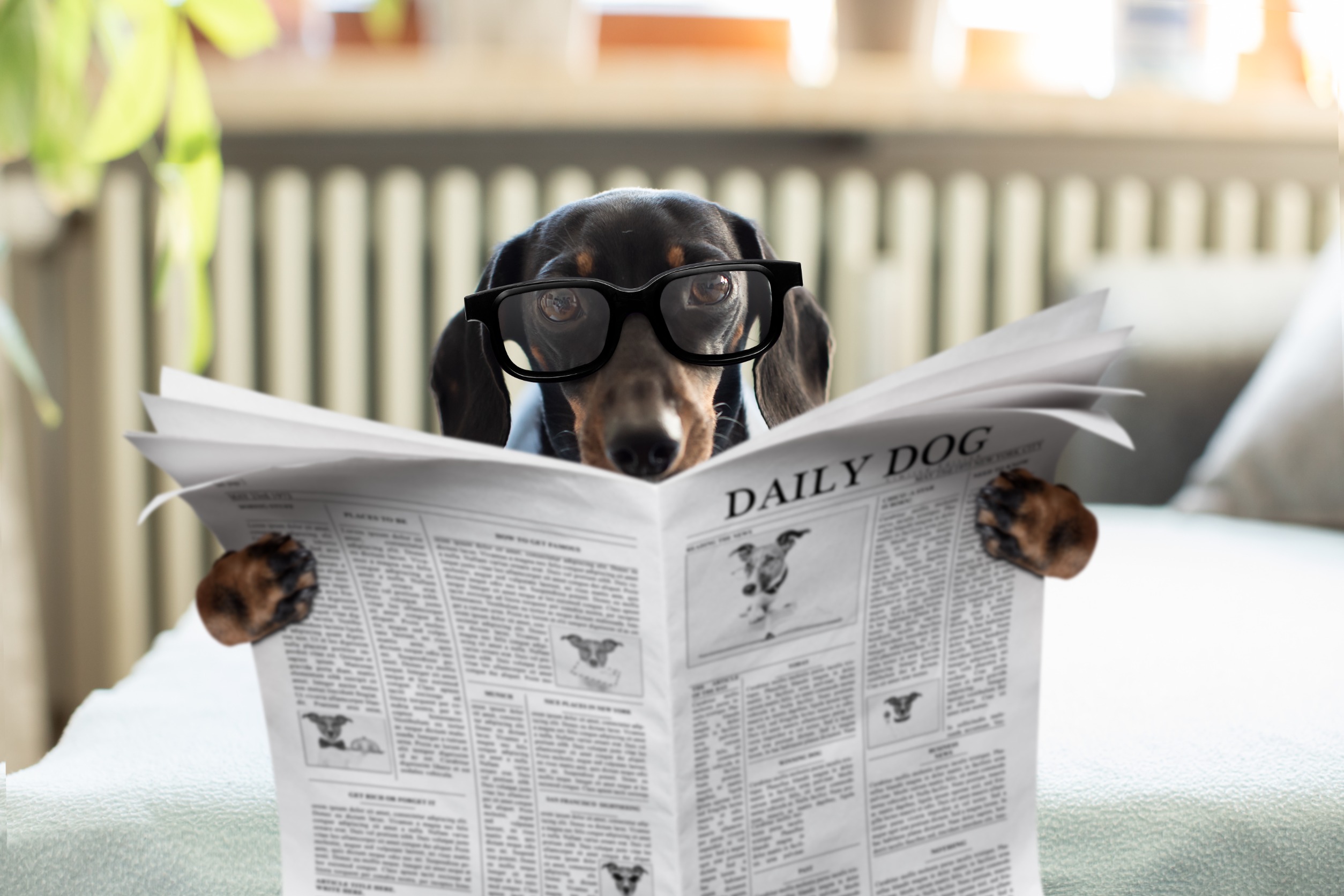 Pioneer Talent image showing a dog reading a newspaper
